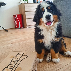 Eline én pup Leika