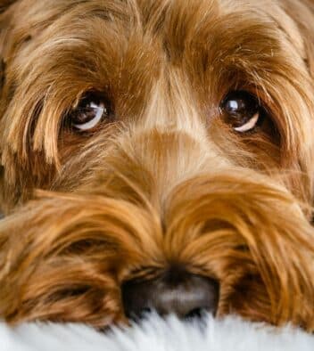 angst verminderen bij honden