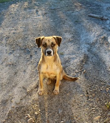 hond adopteren buitenland