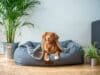 huisdierenverzekering hond in mand