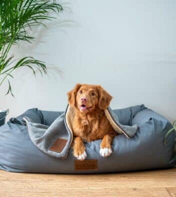huisdierenverzekering hond in mand