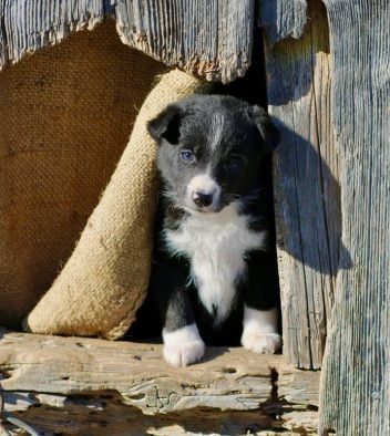 puppy adopteren Nederland