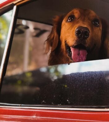 puppy in de auto