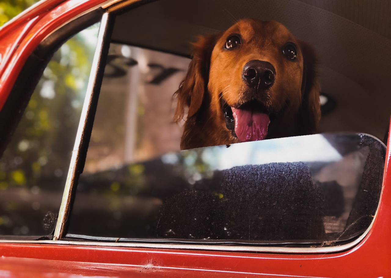 Veilig en comfortabel: hoe je het beste een hond vervoert in de auto | Blog