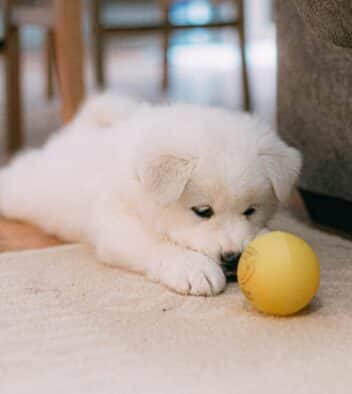 puppy proof huis