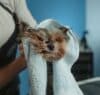 puppy vachtverzorging