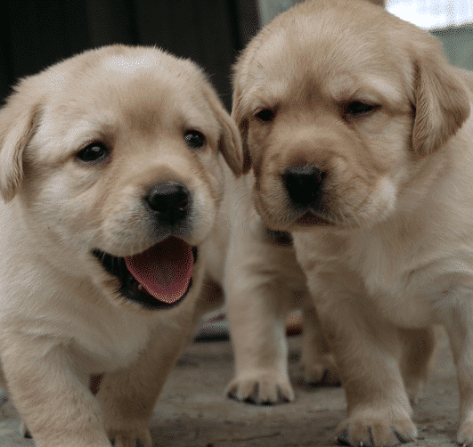 puppy kopen