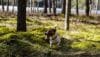 teken puppy