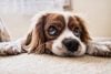 wormen hond