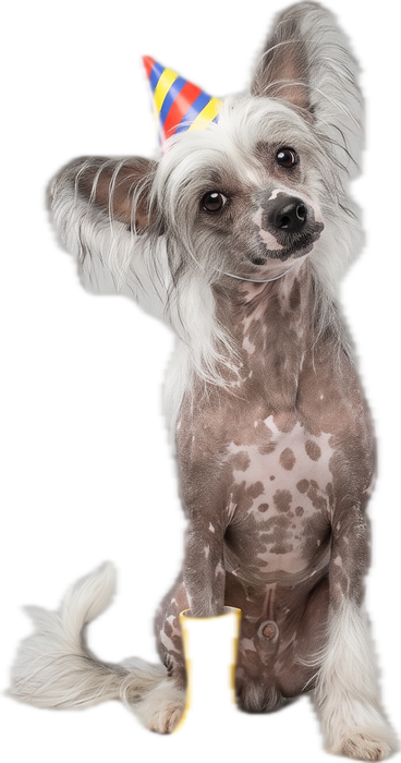 Hond bij aparte hondennamen