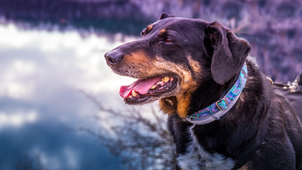 halsband puppy van Piviso.com