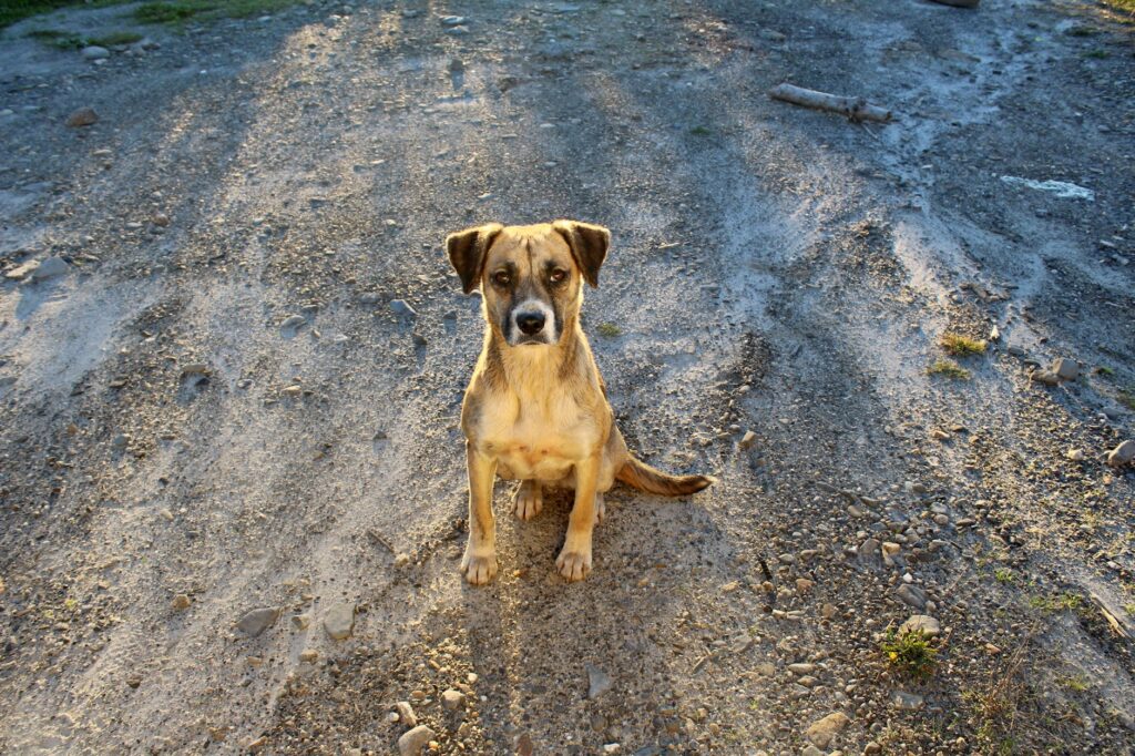 hond adopteren buitenland