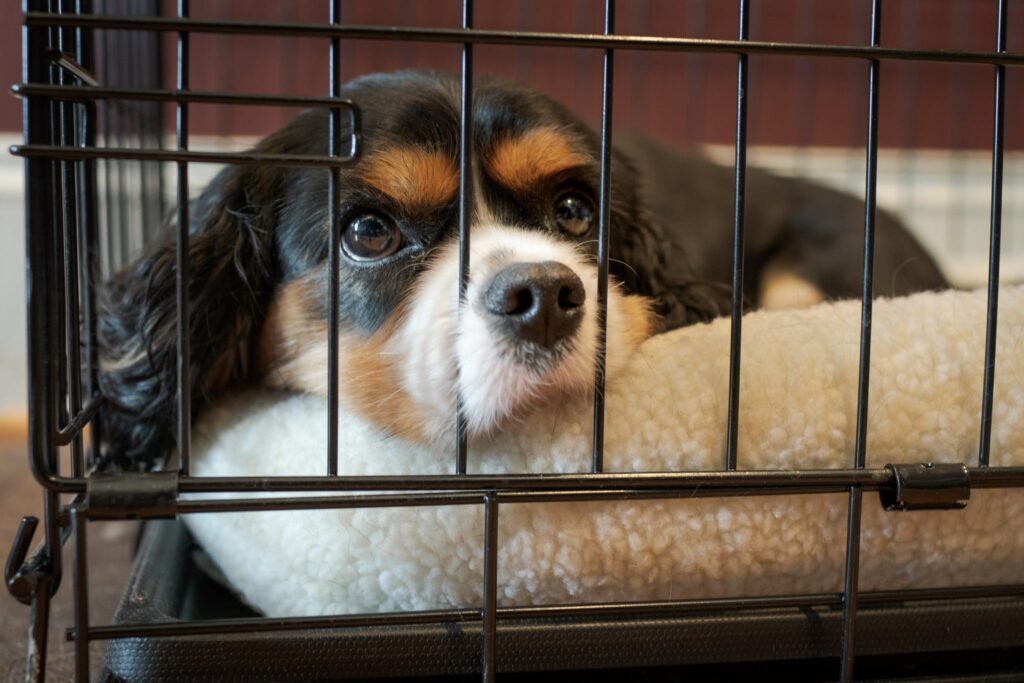 De perfecte hondenbench voor jouw puppy
