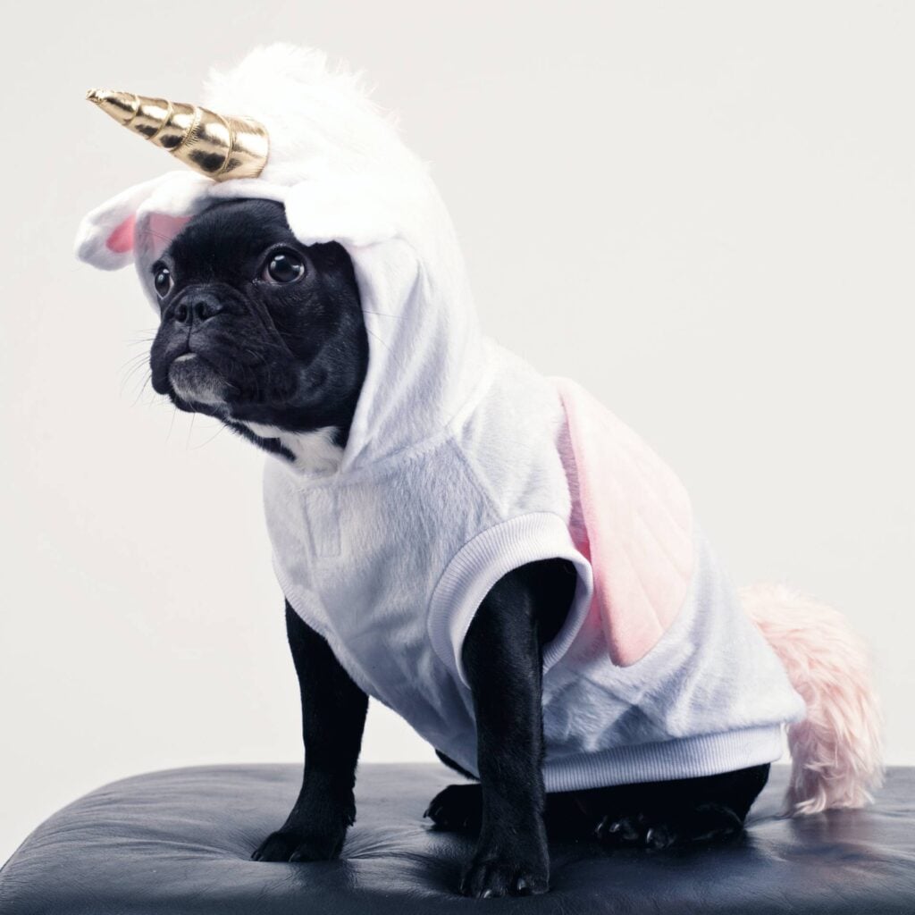 loopsheid teefje hond