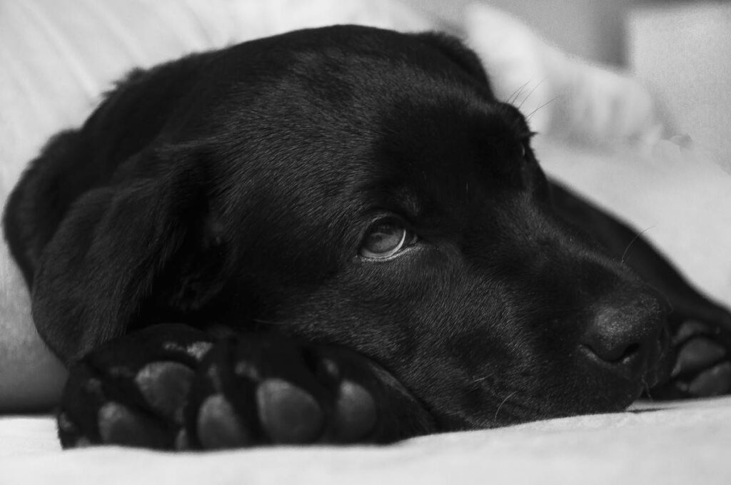 pup diaree