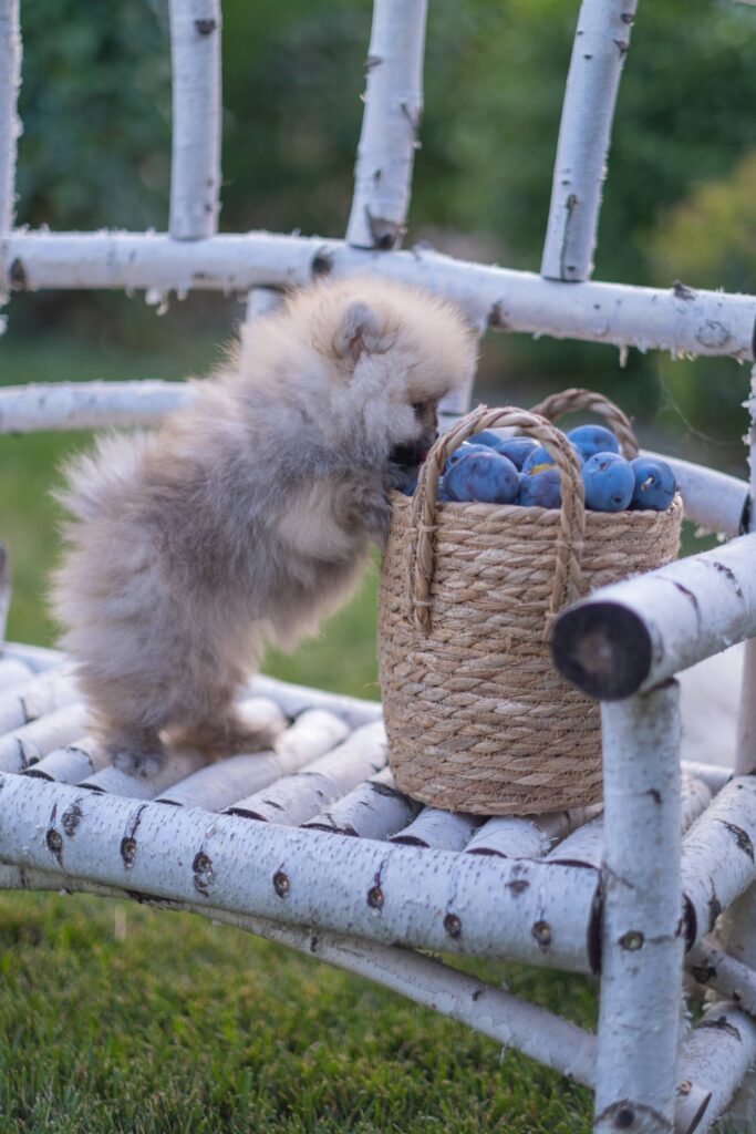 pup gezondheid