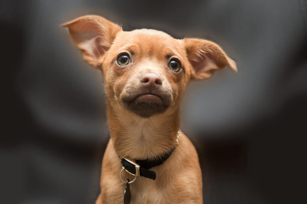 Hond registreren en chippen