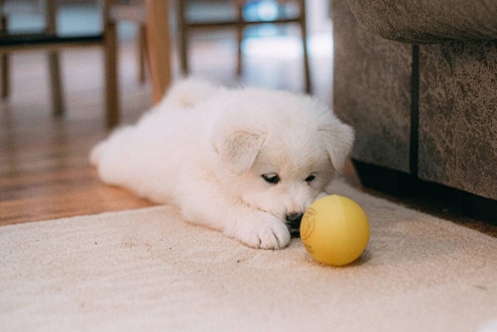puppy proof huis