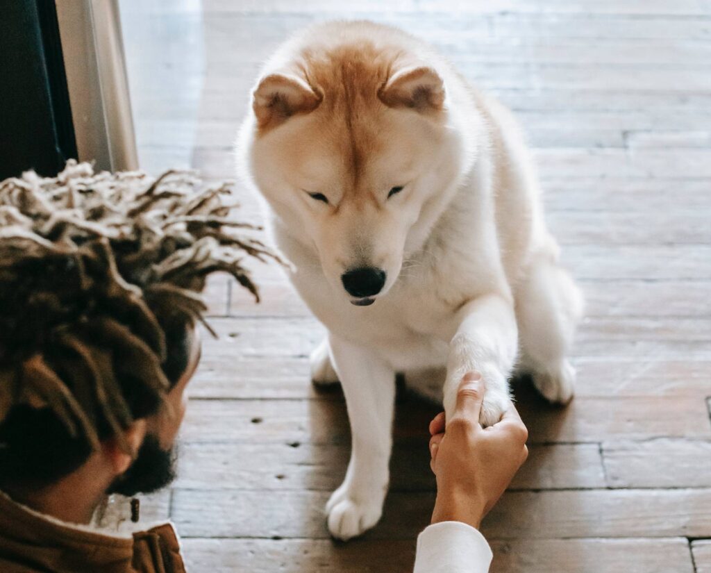 puppy training