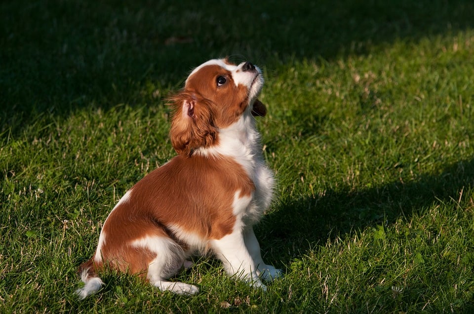puppycursus