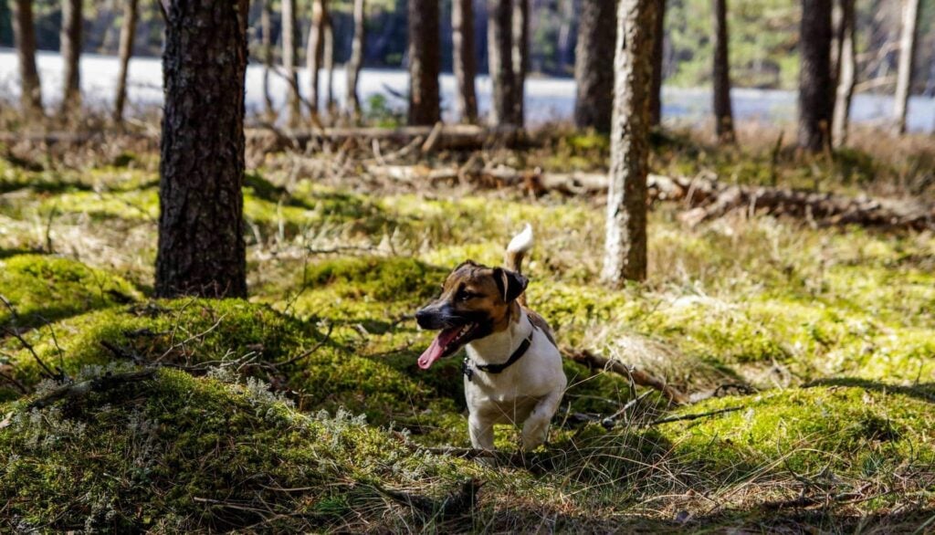 teken puppy