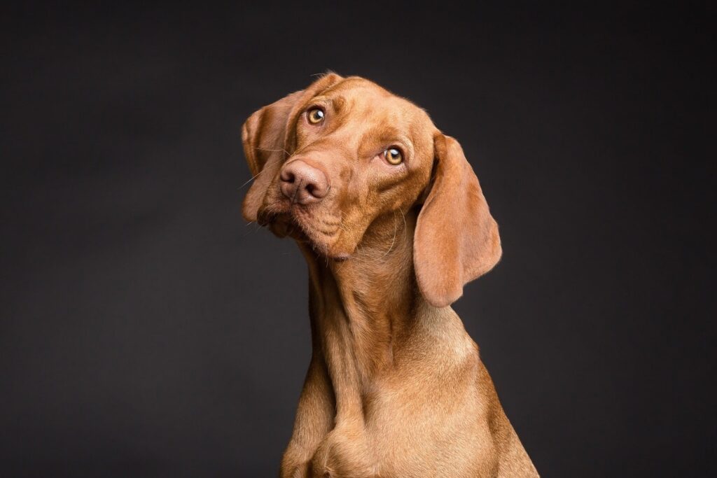 tips opvoeding hond