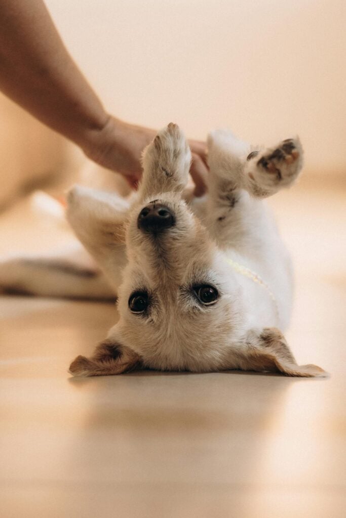 Top 5 hondenvoeding voor elke hond