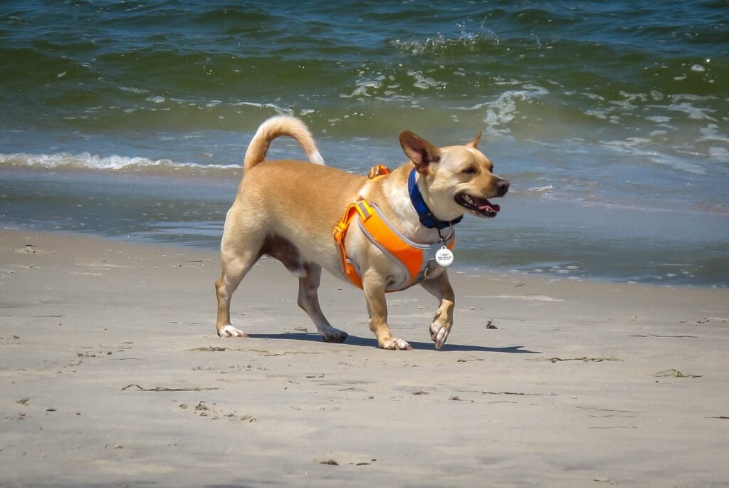 tuigje puppy